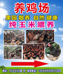 养鸡场