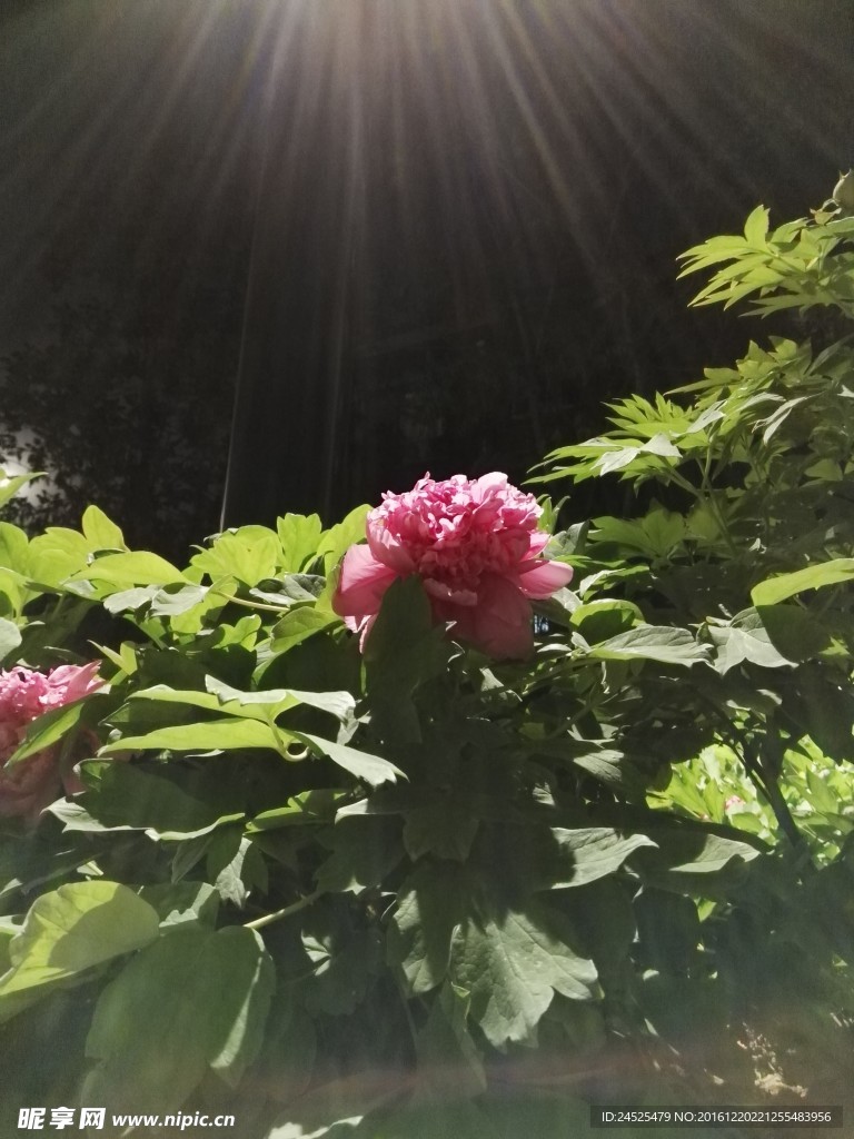 夜下牡丹