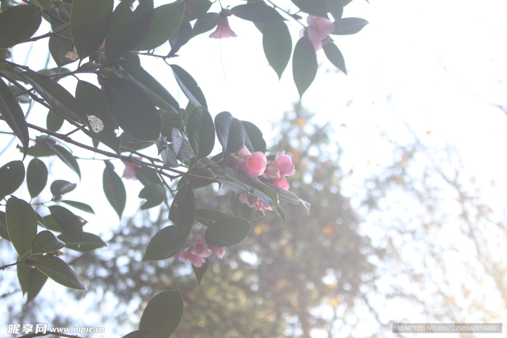 茶花