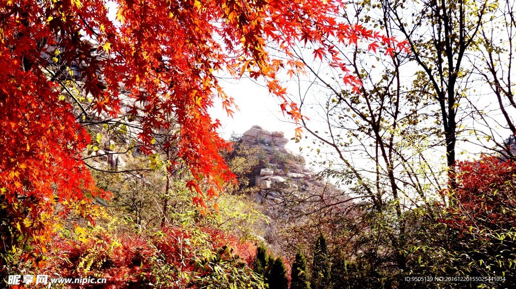 崂山红叶