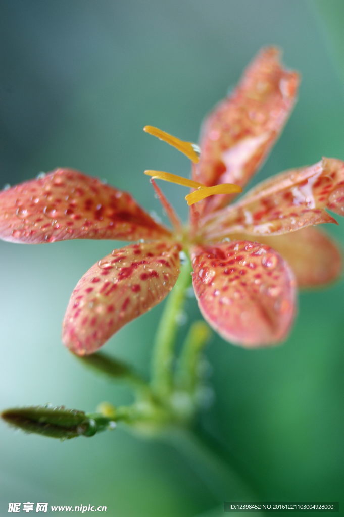 鲜花花朵