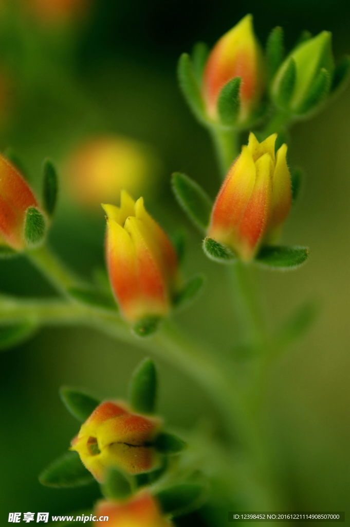 花草