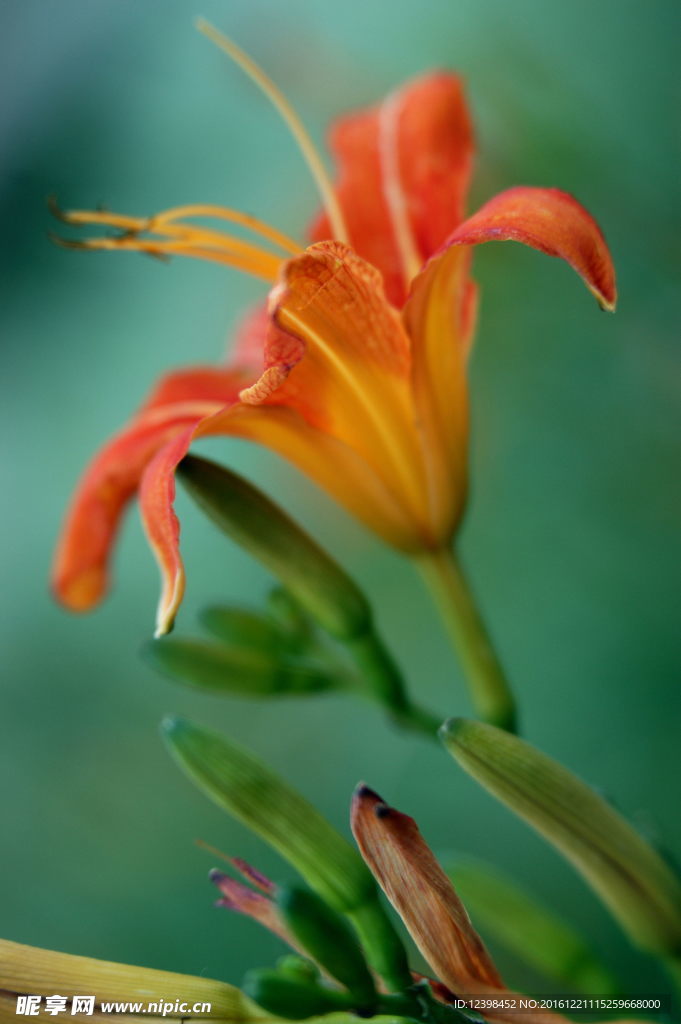 黄花摄影