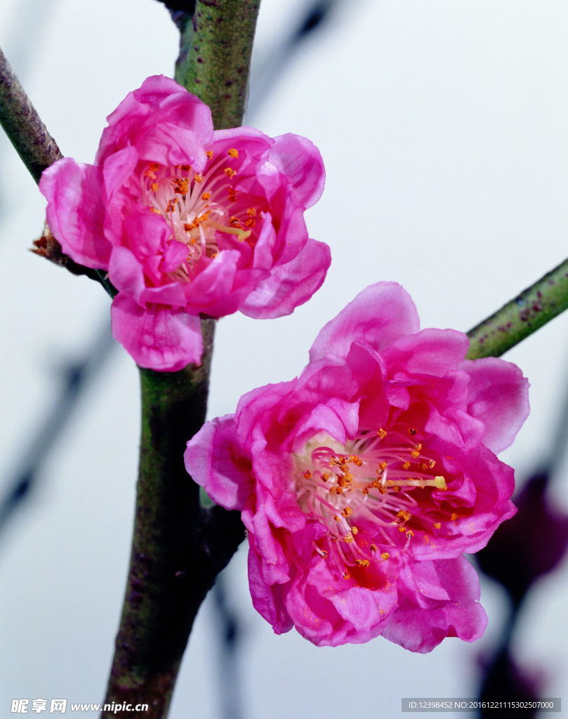 鲜花图片