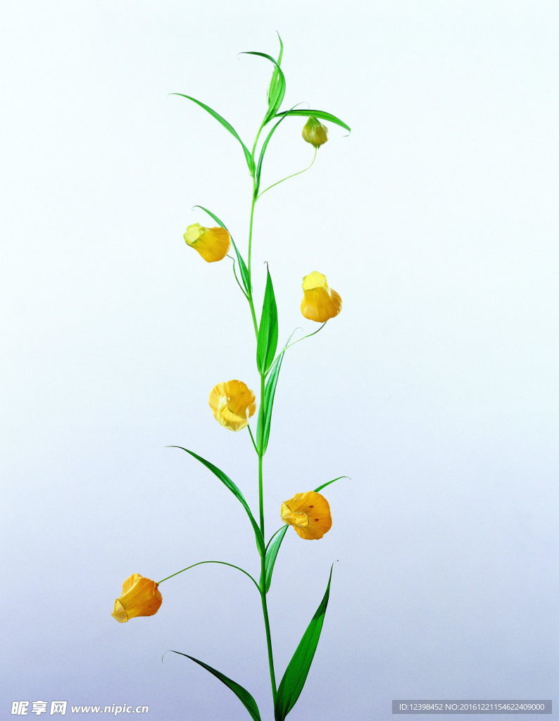 鲜花