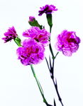 鲜花