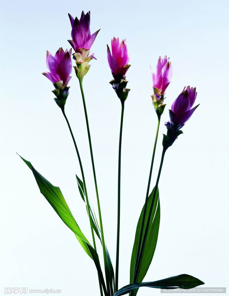 鲜花摄影