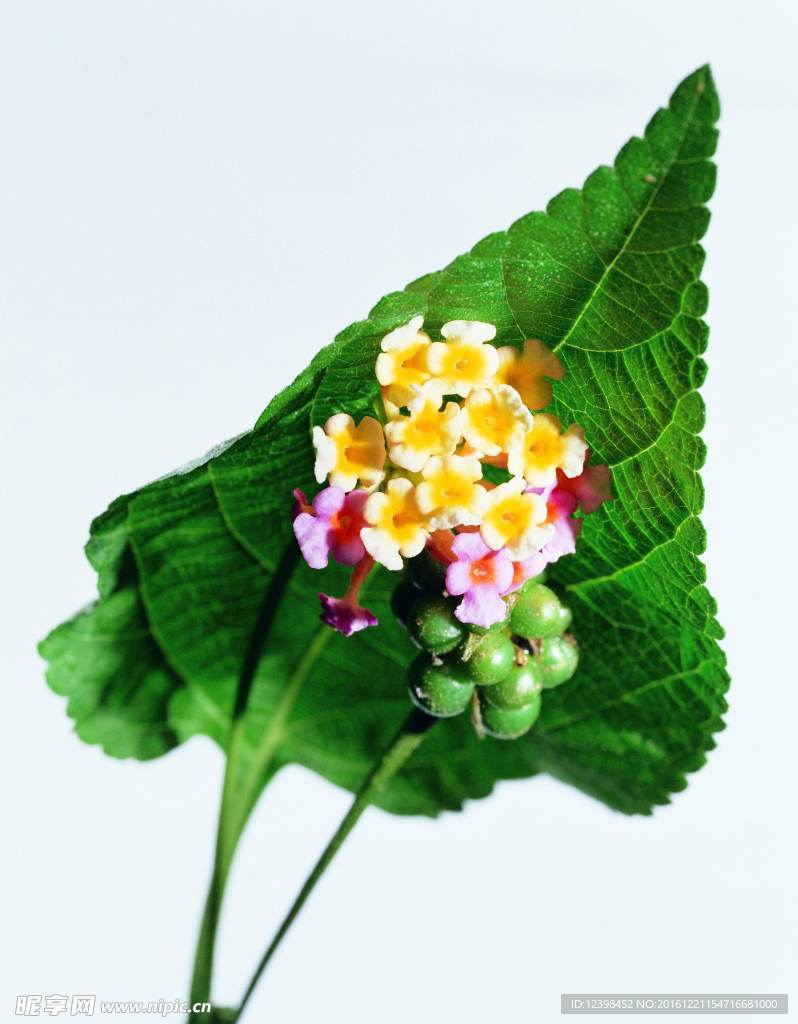 花草