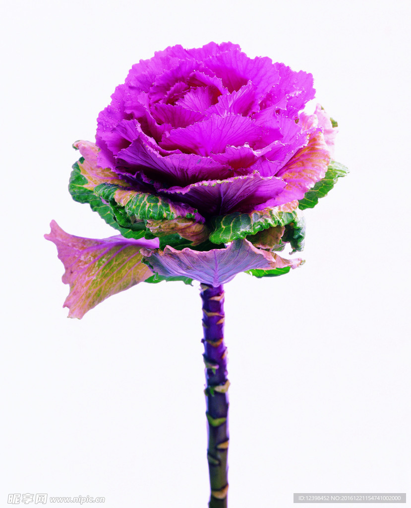 鲜花图片
