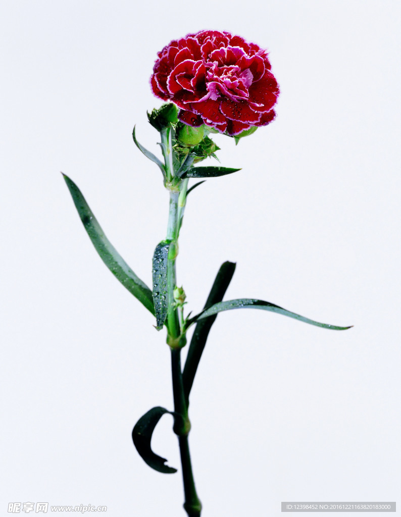 鲜花