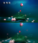 高雅梦幻荷花唯美高清视频