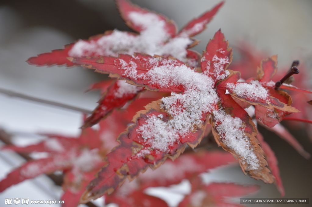 初雪红叶