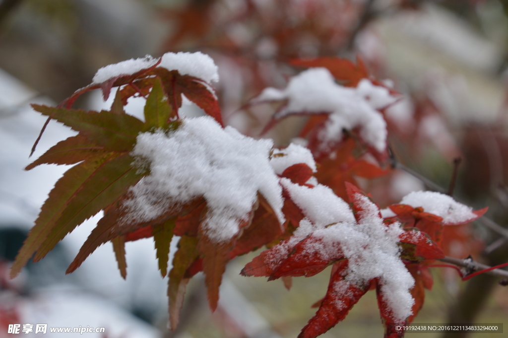 初雪红叶