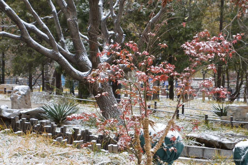 初雪陶然亭