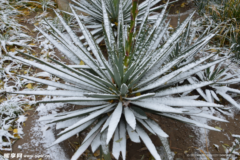 初雪凤尾兰