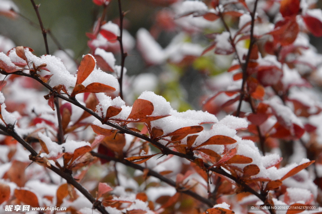 红叶初雪