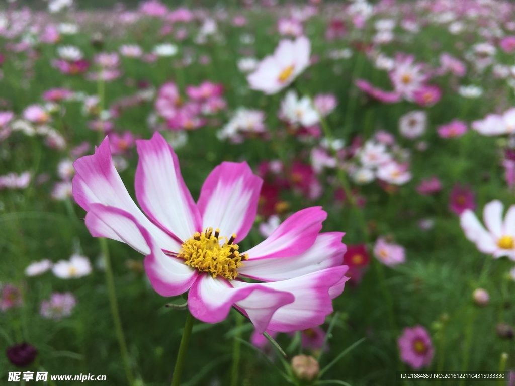 波斯菊