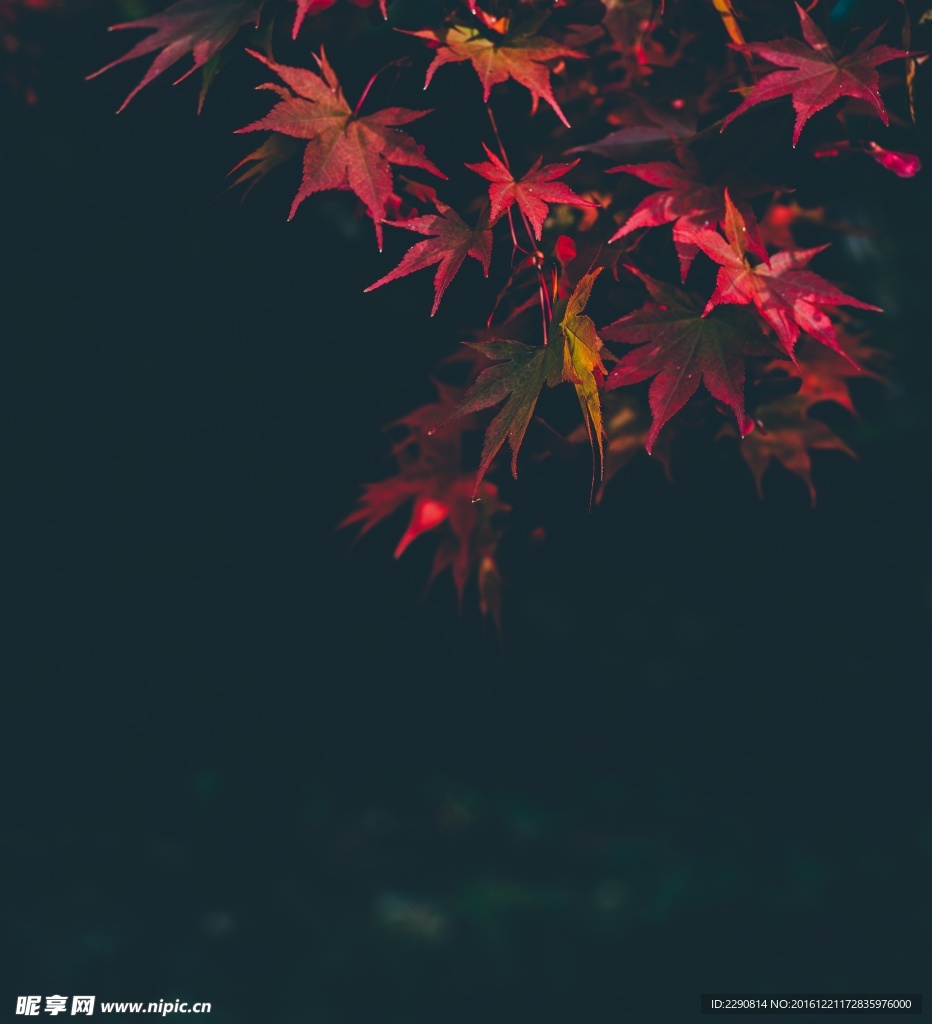 红叶