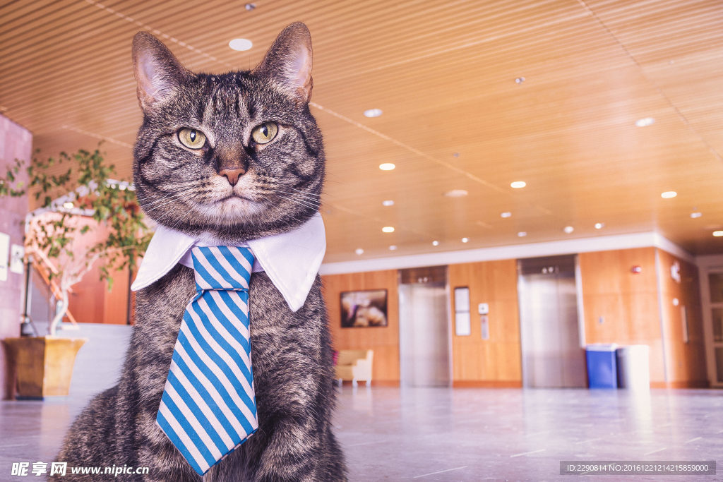 猫