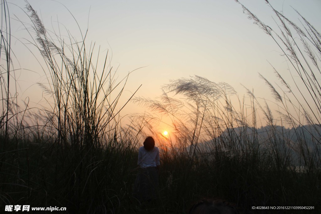 芦苇里看夕阳