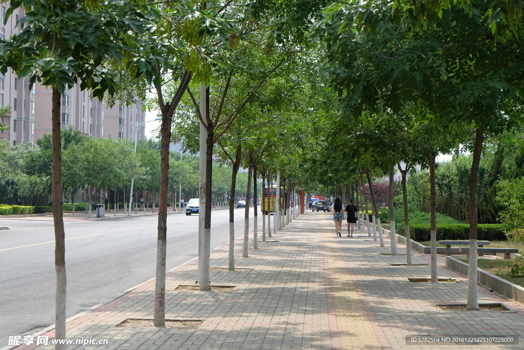 树荫小路