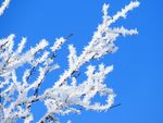 雪