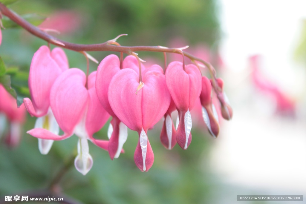 铃铛花