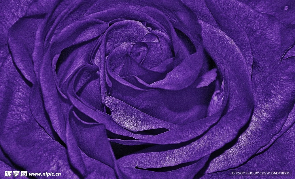 玫瑰花
