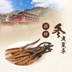 冬虫夏草淘宝天猫主图直通车设计