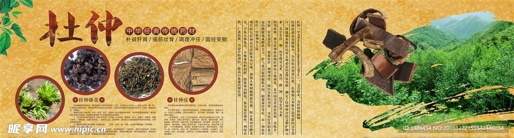 杜仲药材海报