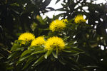 黄花