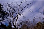 老树 天空 昏暗