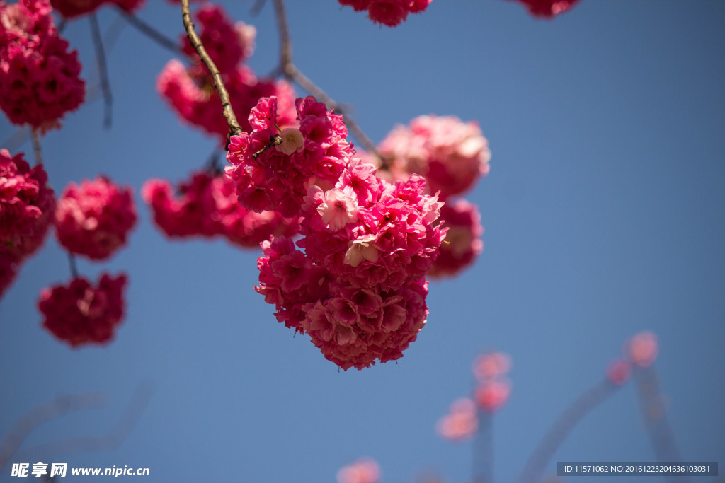 樱花