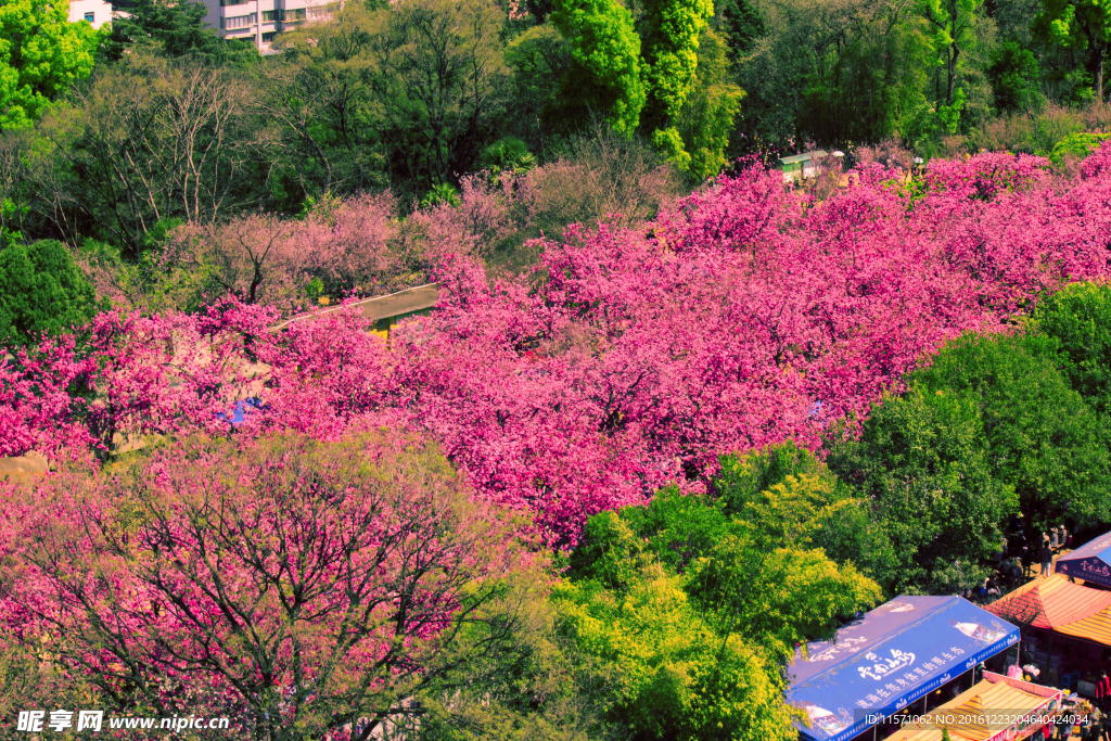 樱花全景