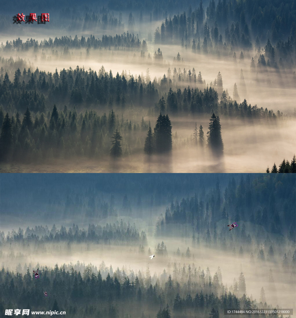 云雾缭绕大片的青松树林高清视频