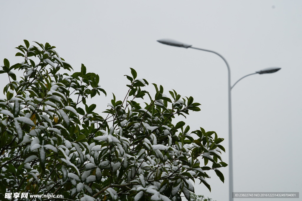 路灯和雪树