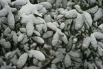 树叶上的雪
