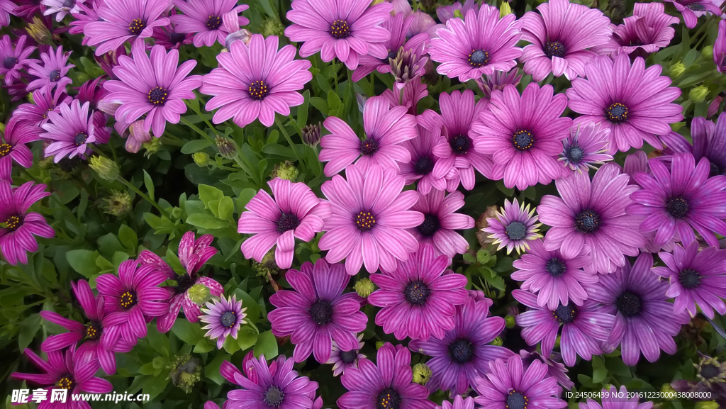 花