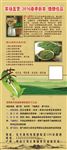 茶场直营春季新茶崂山绿茶