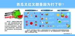 西瓜知识