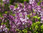 丁香花
