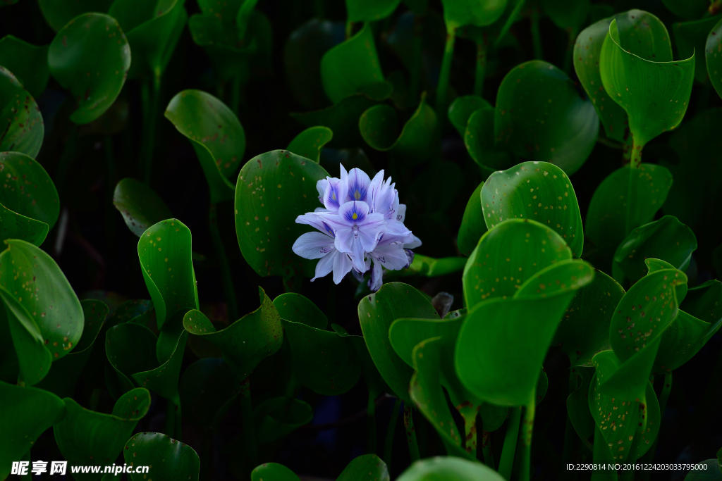 花