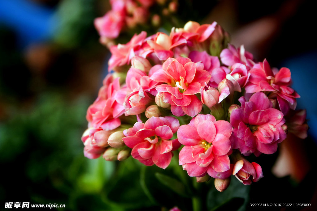 花