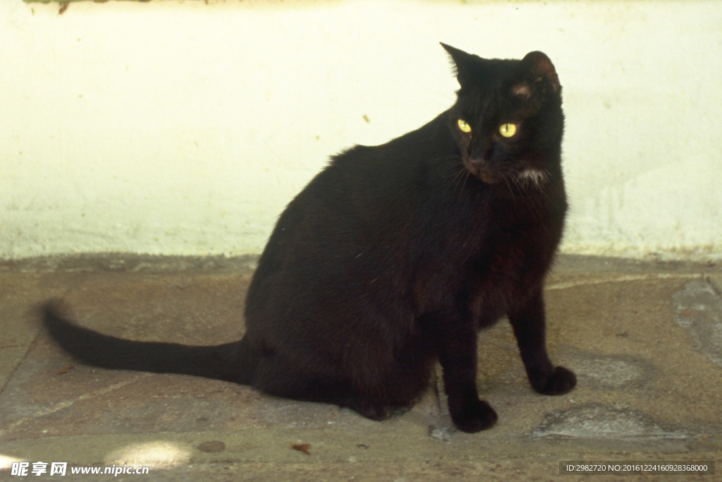 猫