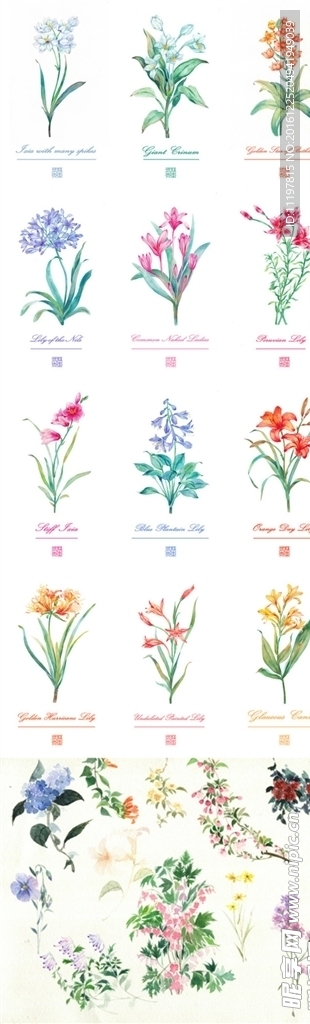 手绘鲜花