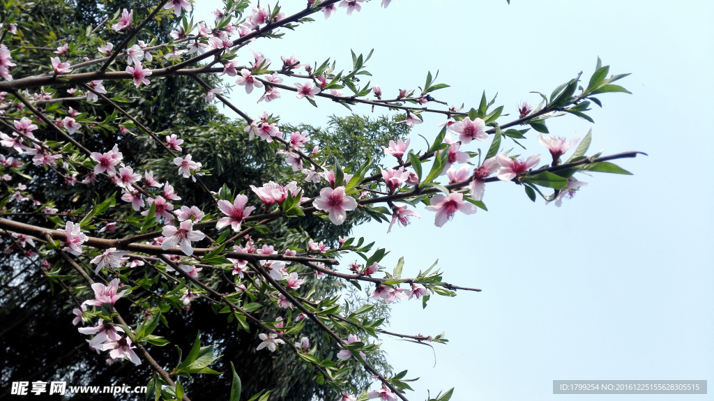 桃花