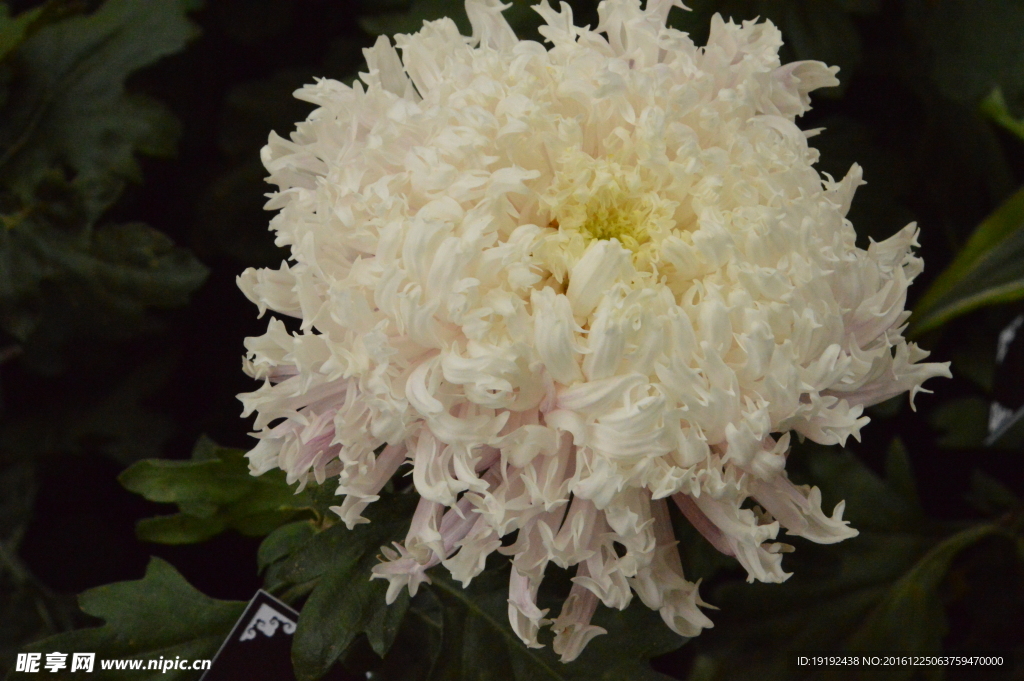 菊花