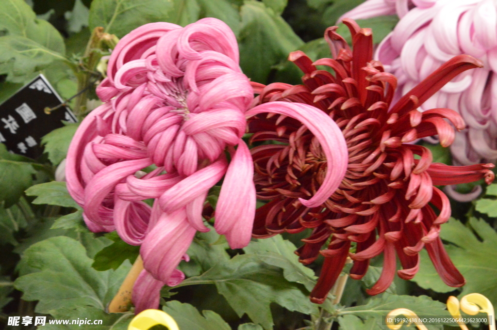 菊花