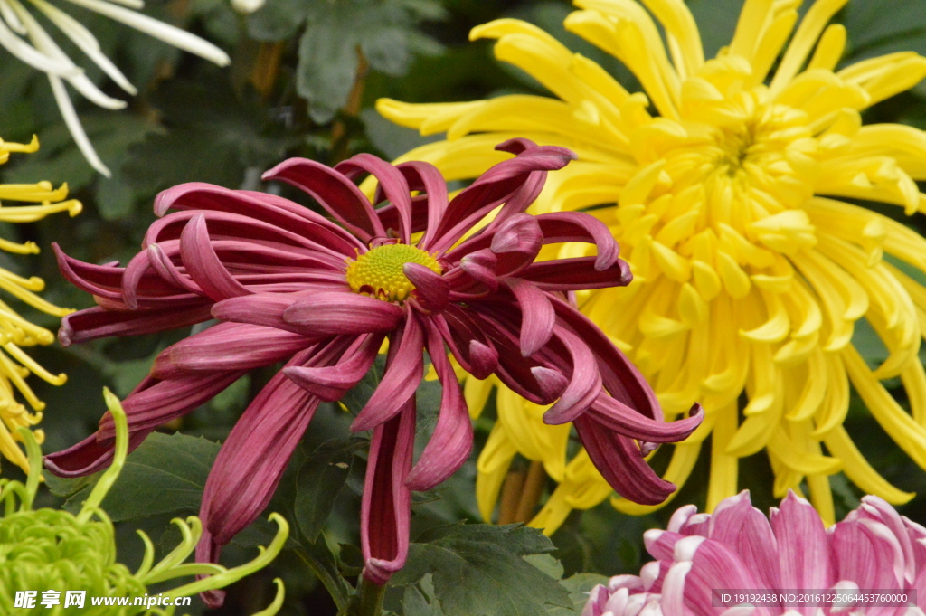 菊花