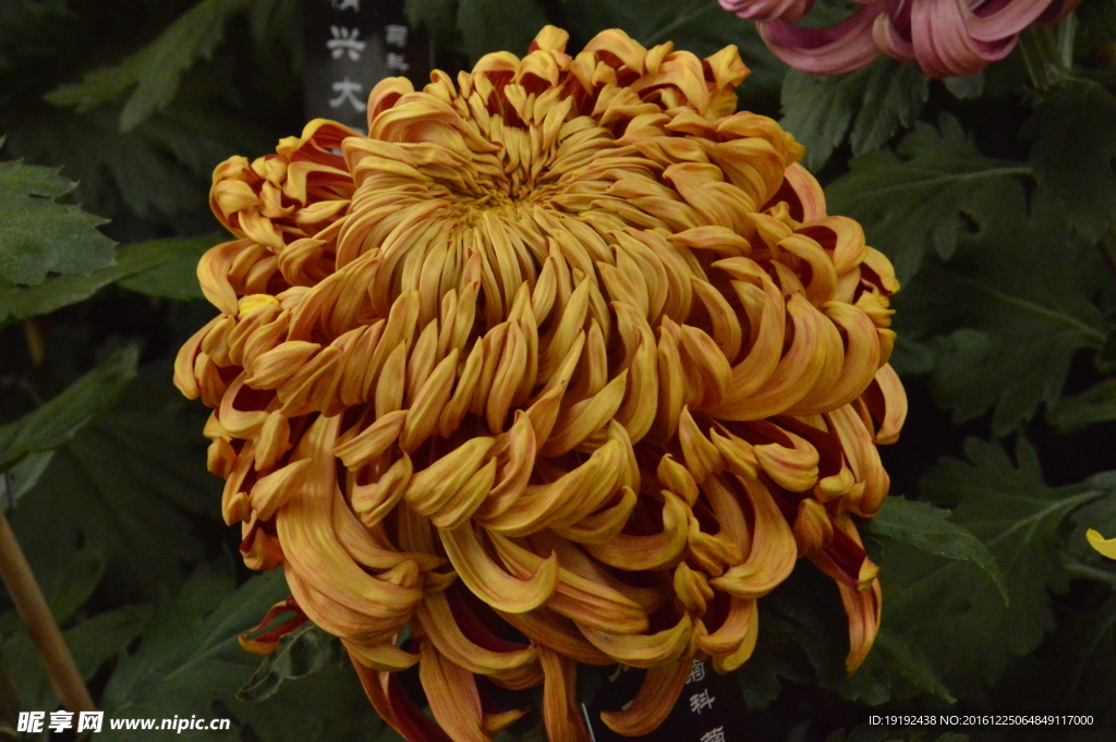 菊花